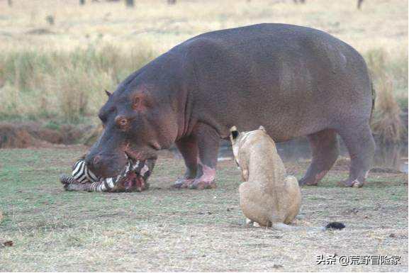 去真实的非洲大草原游猎，完全跟电视里看到的《动物世界》不同