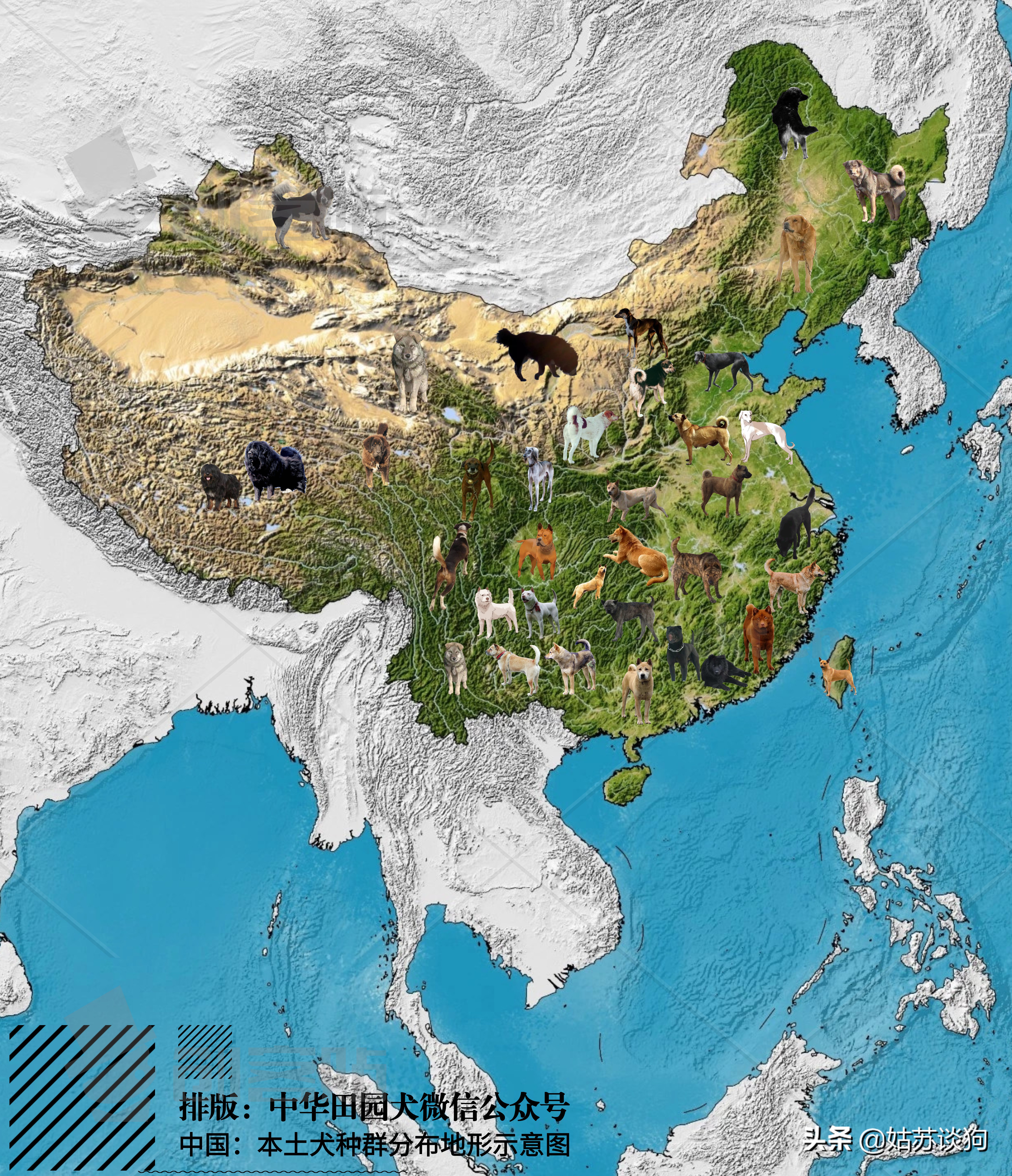 土狗毛多的好还是毛少好,农村土狗为什么越来越少