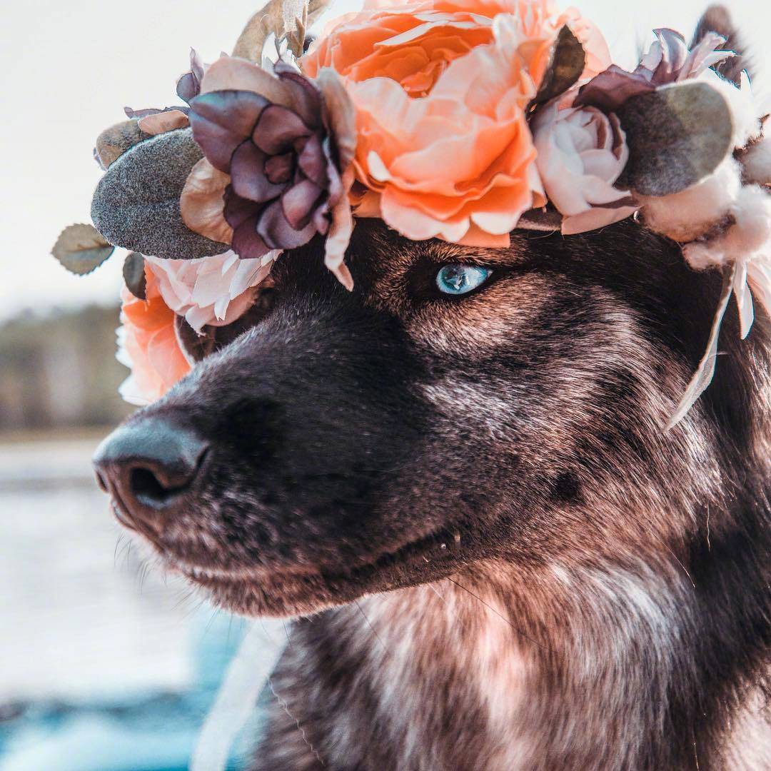 哈士奇狗狗的头绘画,金毛狗狗绘画图片