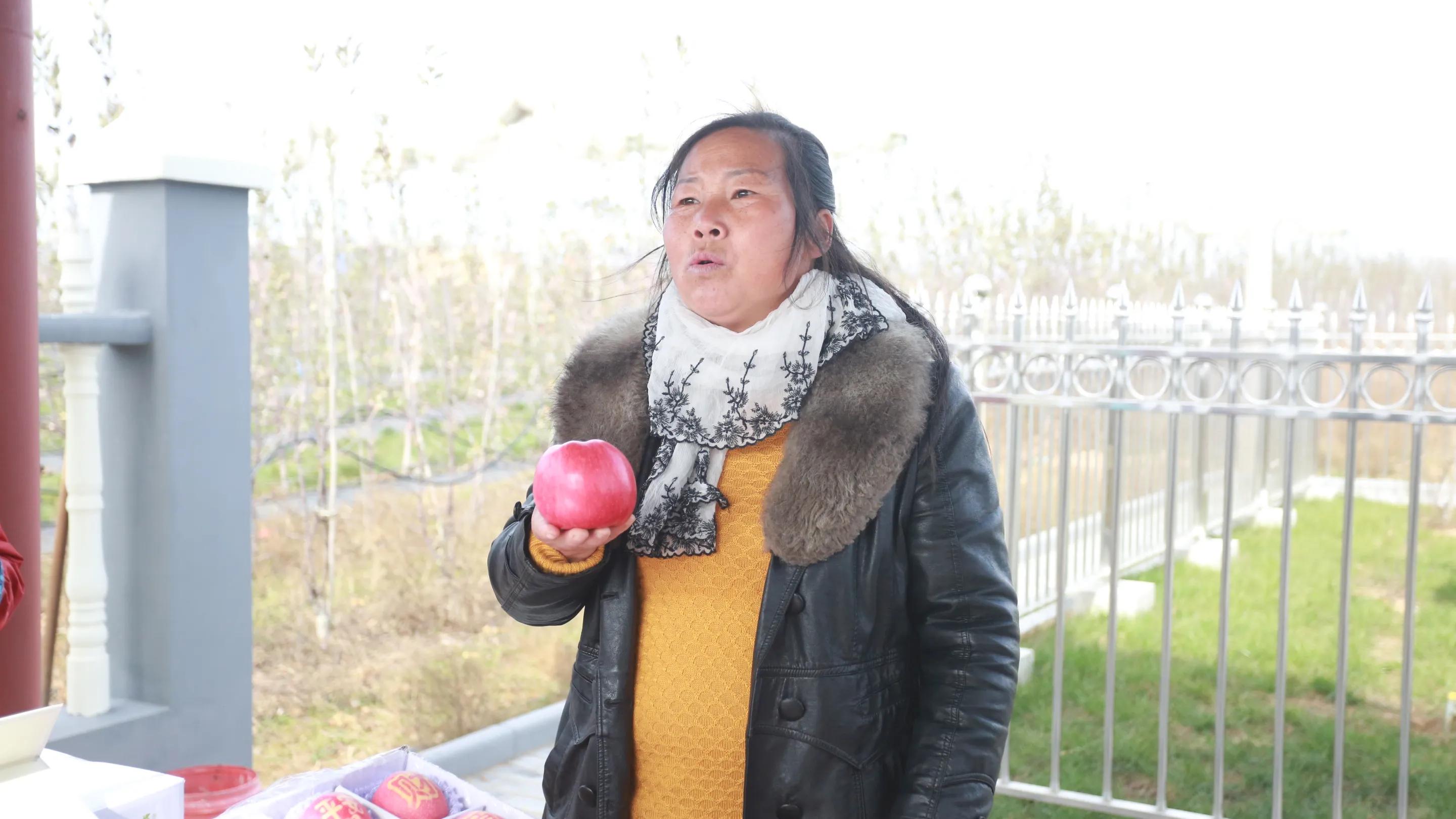 陕西白水苹果种植,陕西白水苹果基地介绍