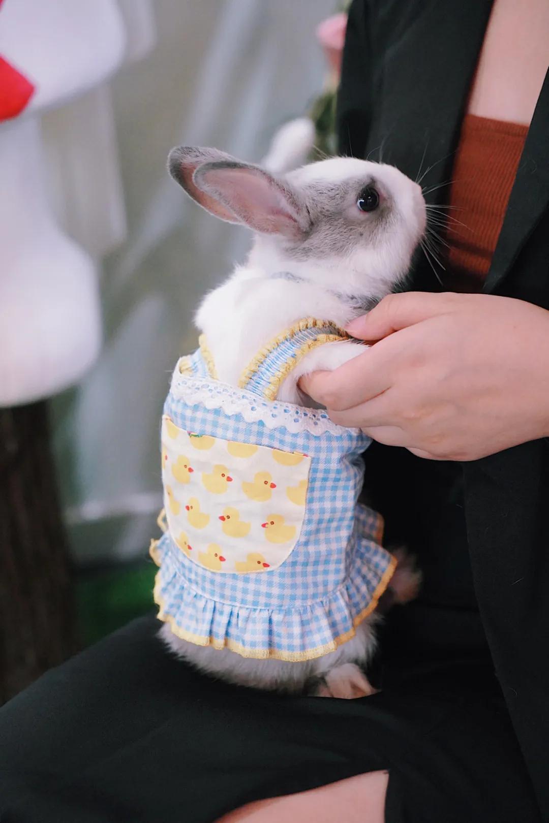 兔子馆三里屯,深圳三里屯兔子馆