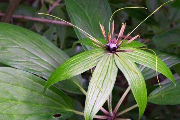 七叶一枝花播种到出苗需多少时间,七叶一枝花种植方法和注意事项