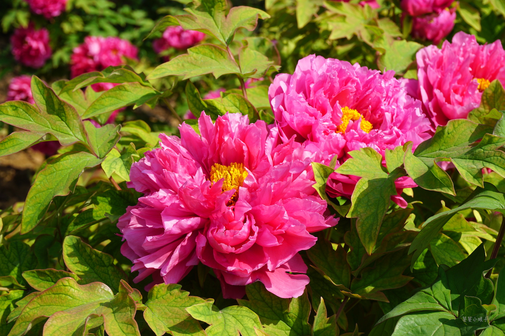 最冷门旅游城市自驾游,神都洛阳自驾游攻略