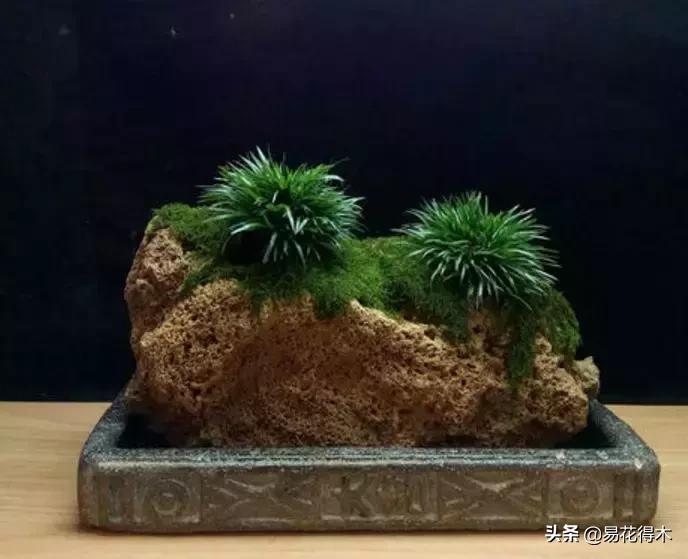 赞美菖蒲盆景的诗句,盆景诗词经典赏析