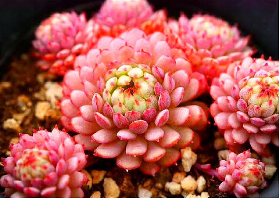 多肉中的“萌宠小萝莉”，养护注意这3点，娇俏可爱，颜色粉嫩