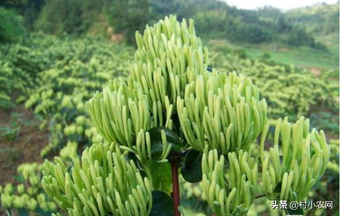 种植金银花药材前景如何,种植一亩地的金银花需要多少钱