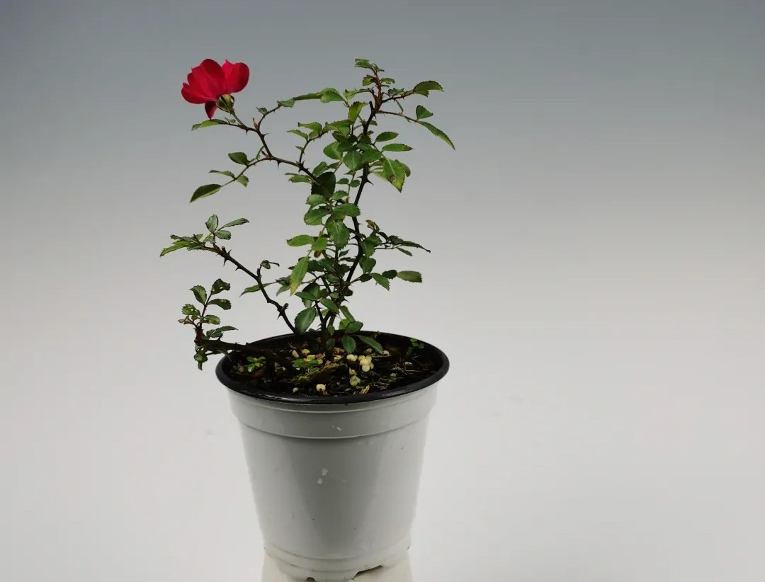 100种月季经典品种,100种经典月季品种