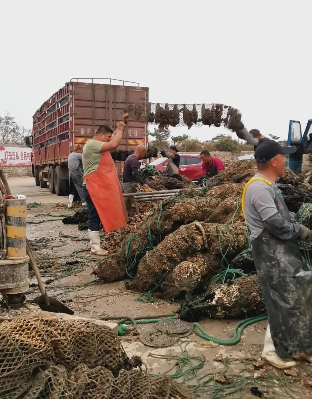 威海生蚝都是乳山生蚝吗,山东威海乳山生蚝牡蛎