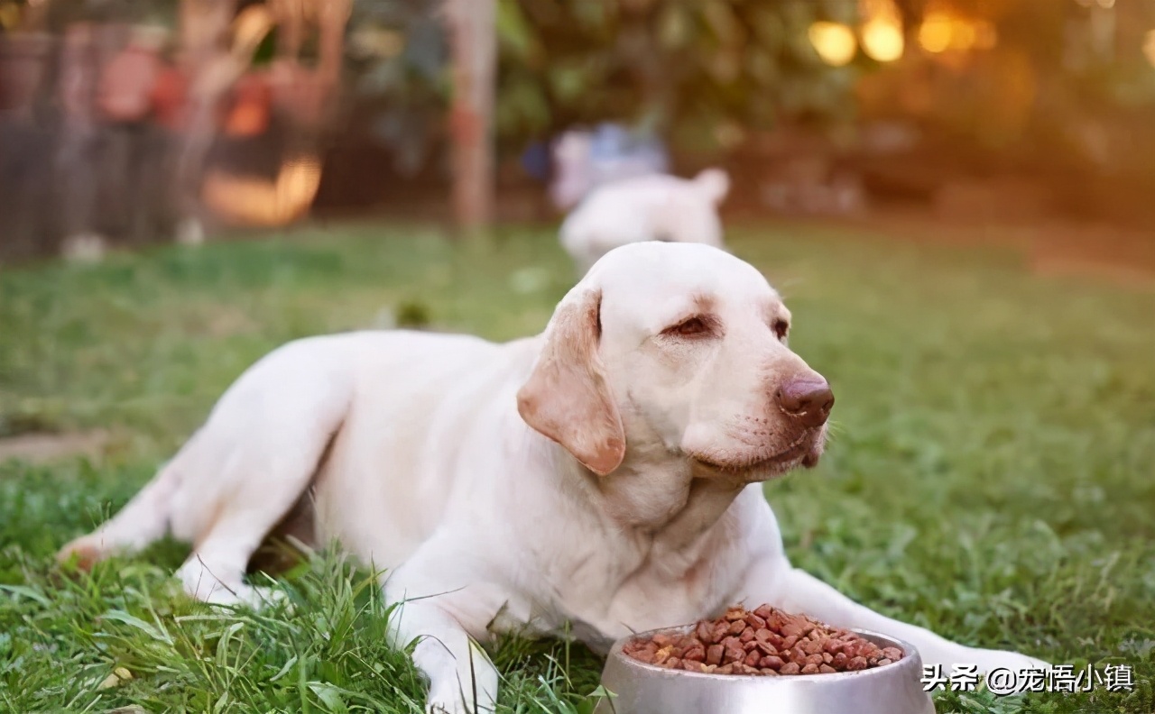 狗狗吃过猫粮以后为啥不吃狗粮,狗狗吃过骨头后不吃饭了