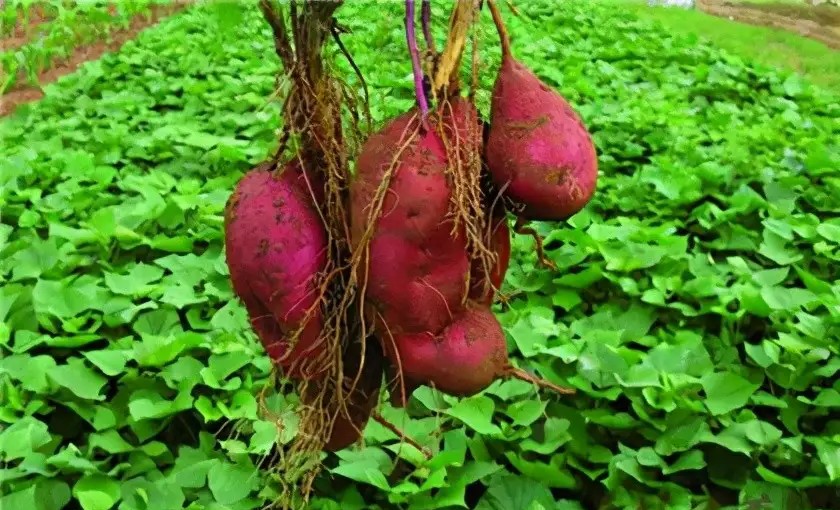 @一两茶叶的鲁西南方言杂谈（一）