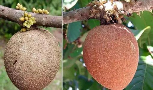 世界这么大你知道有几种水果吗,世界上都有哪些可以吃的水果