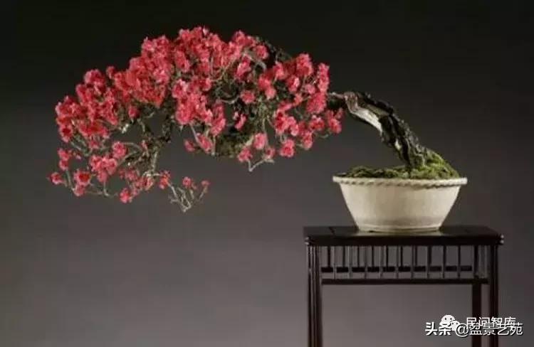 姊呰姳鐩嗘櫙浠锋牸,榫欐父姊呰姳鐩嗘櫙