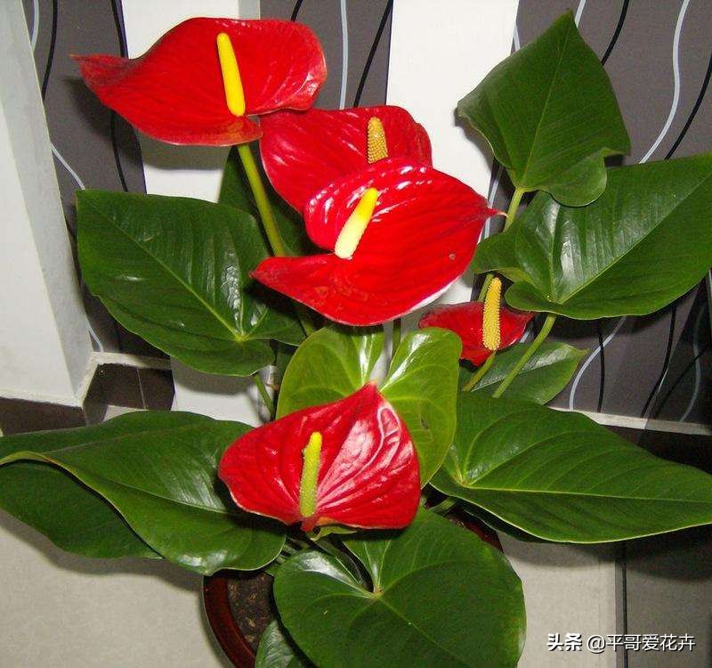 红掌叶发黑怎么治,红掌叶片黑枯怎么办
