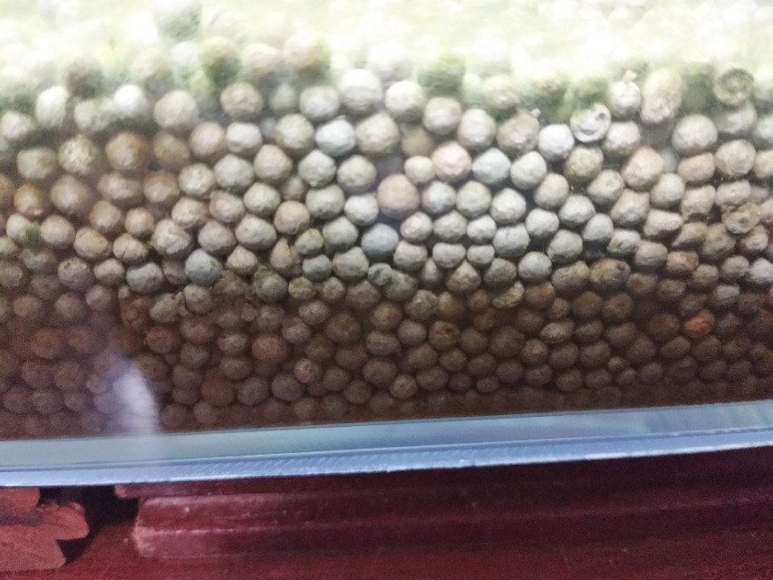 底砂粪便真的要清理吗？揭秘冷门腐殖菌系统，和硝化系统一样强大