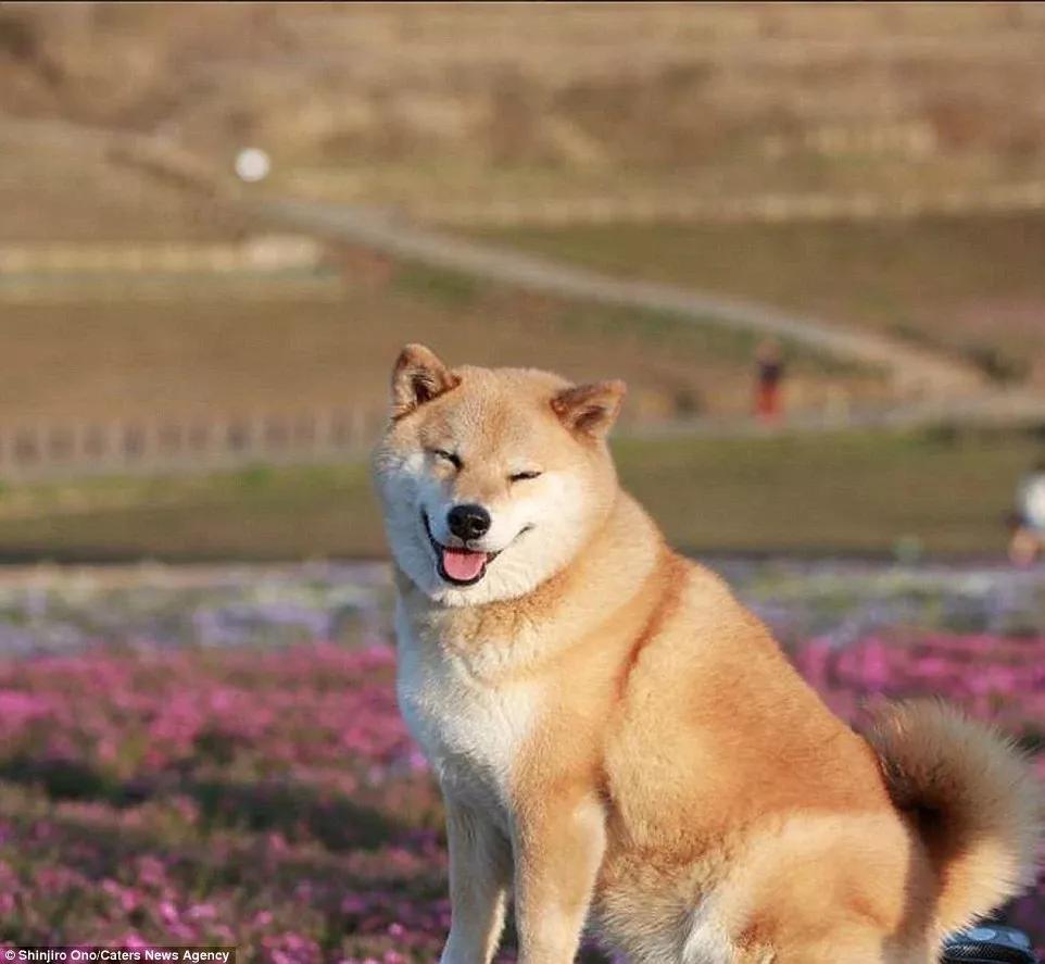 哪些狗狗适合新手养小型犬,最适合新手养的狗狗