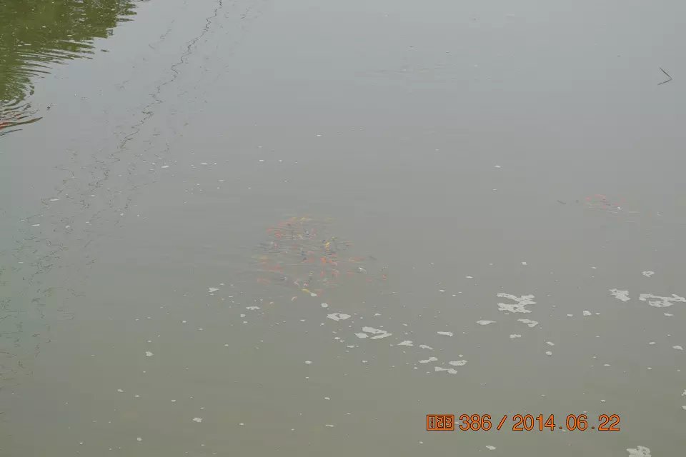 怎么判断锦鲤鱼苗是否生病了,怎么判断锦鲤是不是要产卵了