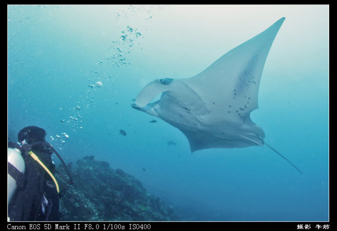 巨鲸轰炸机,鳐鱼战斗机