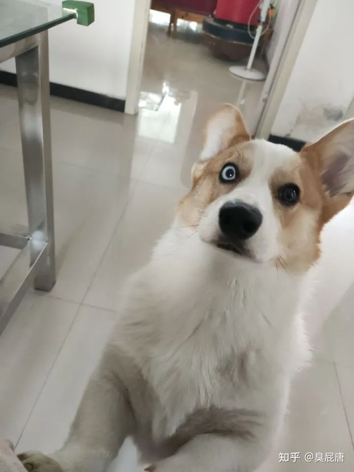 你们家狗子是怎么样的,你家狗子有什么特征呢