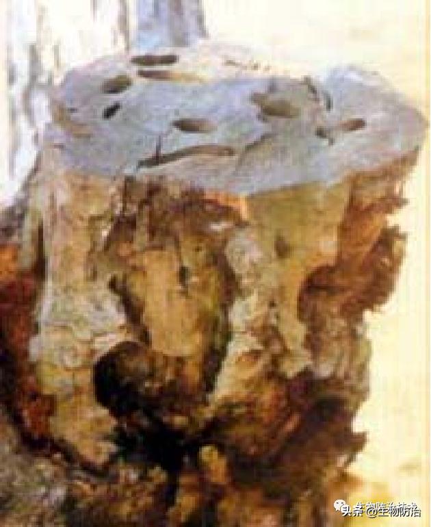 蛀干害虫是钻蛀害虫吗,果树枝干钻蛀害虫图片
