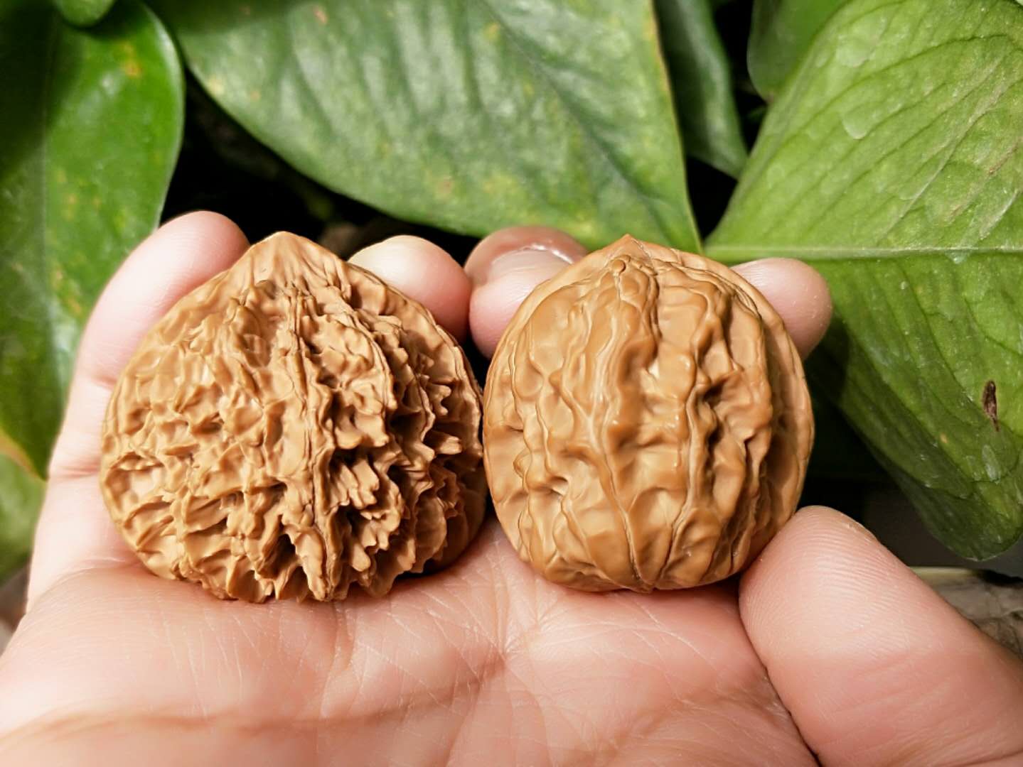 文玩核桃揉亮,文玩核桃如何刷才能刷亮