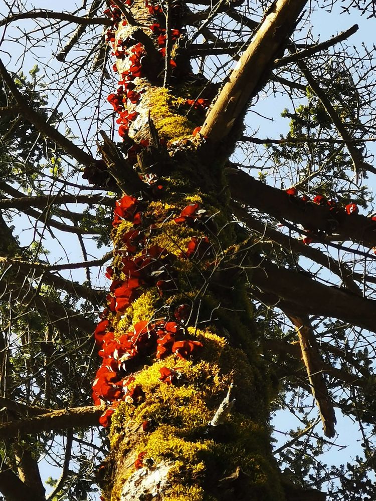 20201101惊悚之行~首阳山大坪梁单日横穿+原返