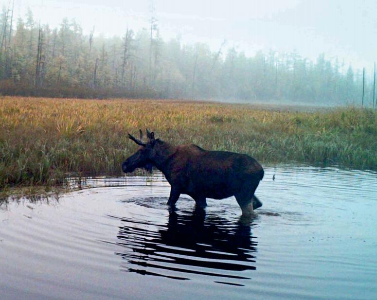 林草科普|驼鹿：典型泰加林居民