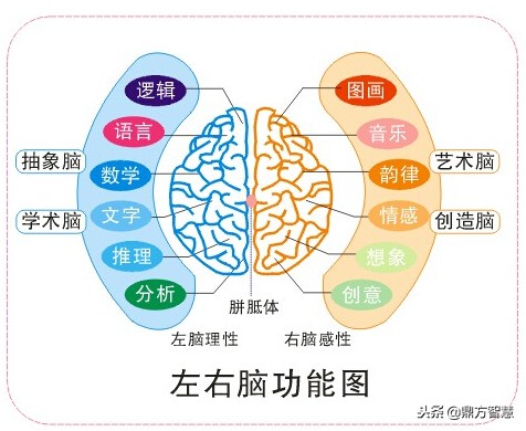 什么是右脑开发,什么是右脑开发事实真相