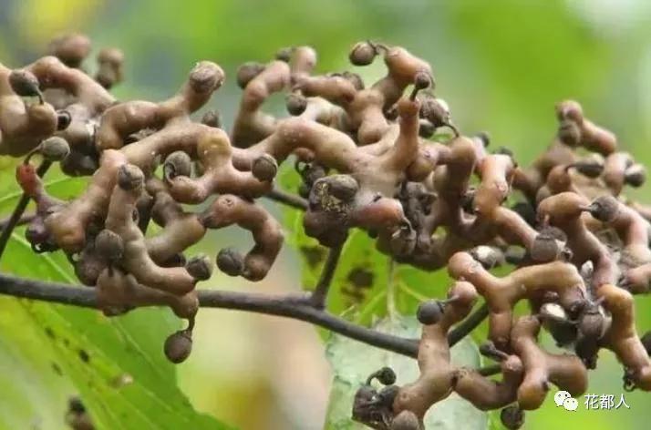 中国有几种奇异水果,好吃的奇特的水果有哪些