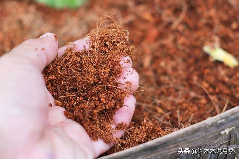 养月季不能忽视的10个问题,新手扫盲教程,快速入门月季养护