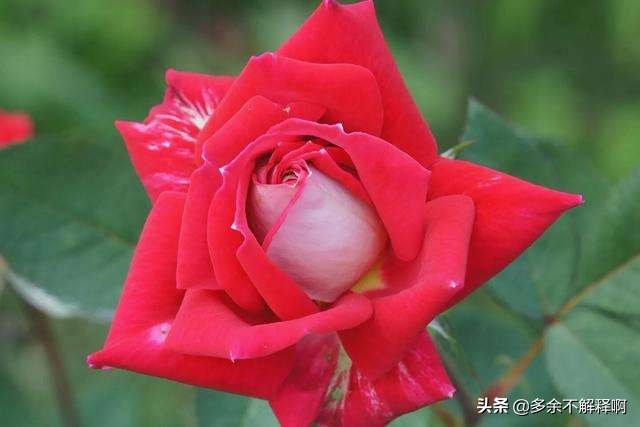 经典微信说说语句心情短语,微信说说句子大全简短唯美