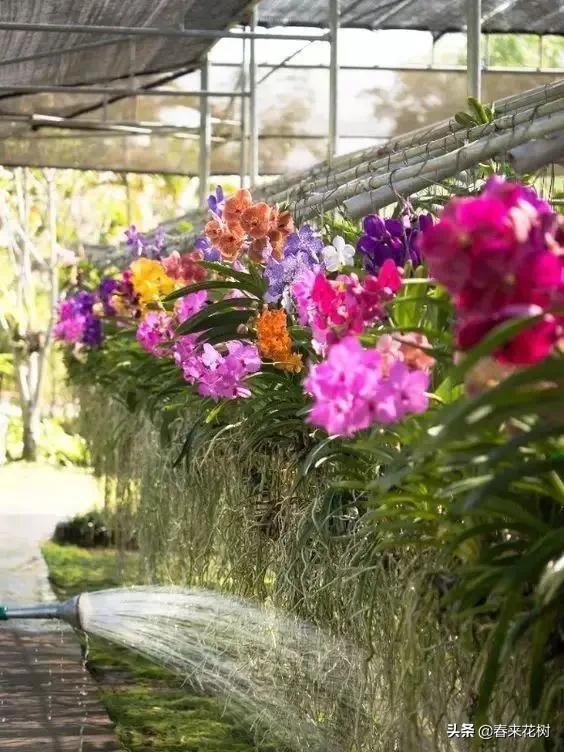 绚烂多彩的神奇植物,一种特别神奇的植物