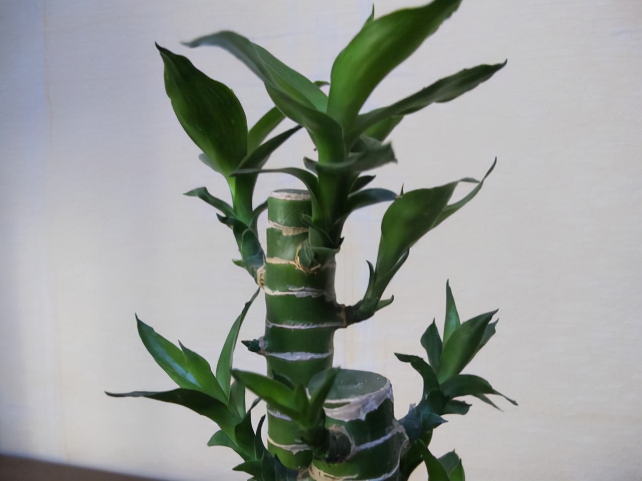 水培富贵竹生根快的方法和技巧,水培富贵竹用什么才能让它生根