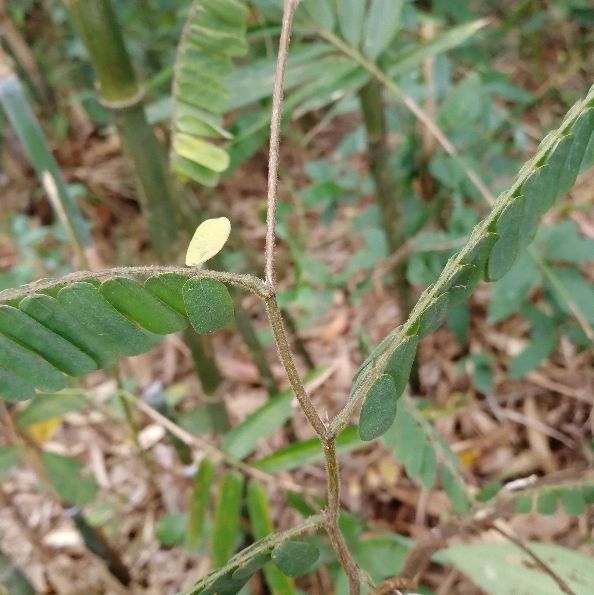 鸡骨草的用途可药用和食用,误食会中毒,用前必须要了解它的特点