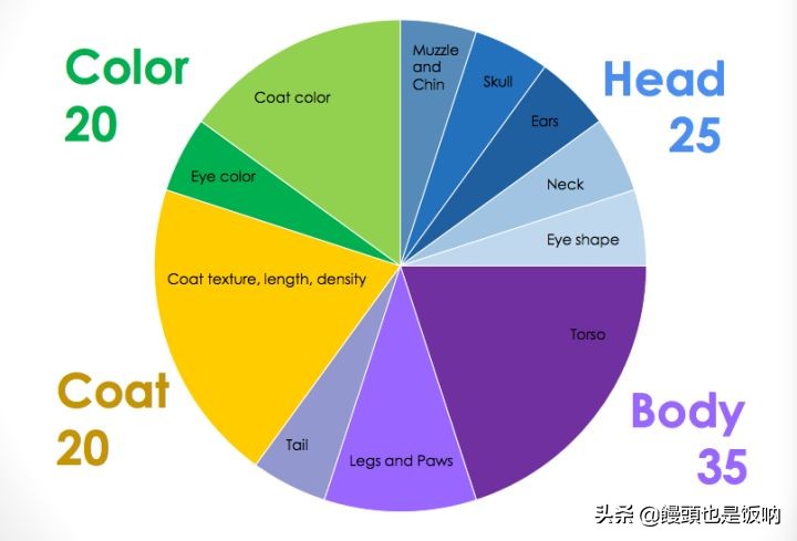 英国短毛猫饲养,养英国短毛猫需要的注意事项