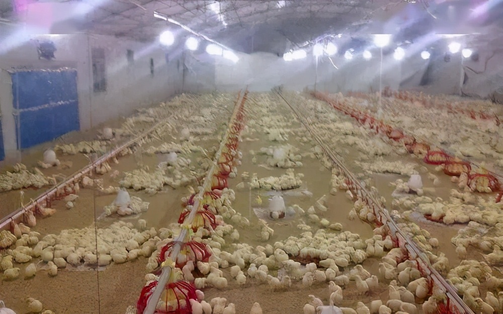 小鸡喉咙发炎呼吸困难怎么办,小鸡呼吸困难解决方法