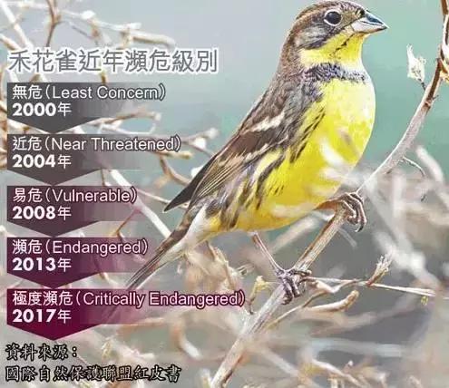 从禾花雀到云雀，又一种鸟快被中国人吃绝种了！