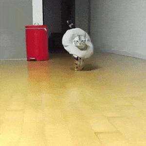 猫步怎么走八字步,猫步的基本动作图片