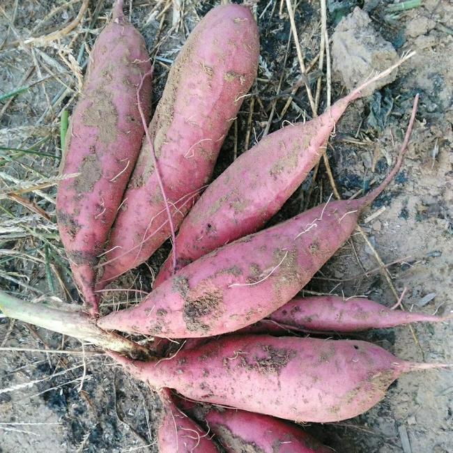 又香又甜的西瓜红蜜薯,西瓜红红薯新鲜红心蜜薯超甜