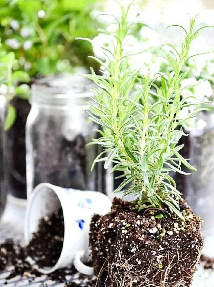 绿植快死了用什么方法可救活,你养的花为什么老死