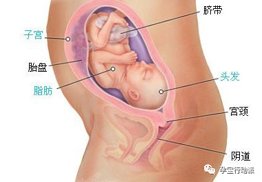孕期周刊是什么软件,孕期知识百科十五周