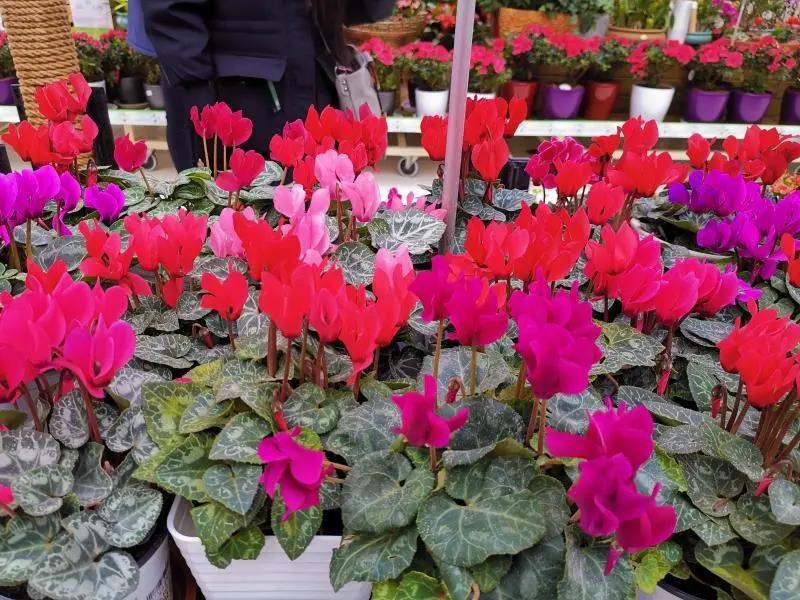 家庭园艺市场前景不可估量,家庭园艺生意有市场吗