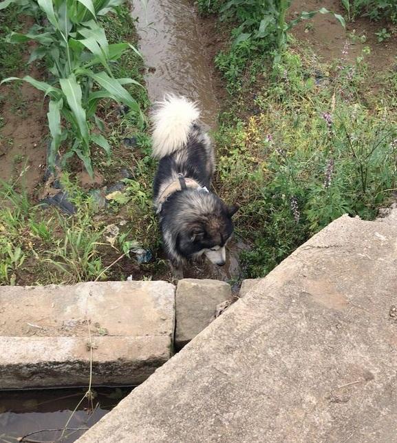 妹子求助如何让自家阿拉斯加不叫,网友纷纷出招,最后这位厉害了