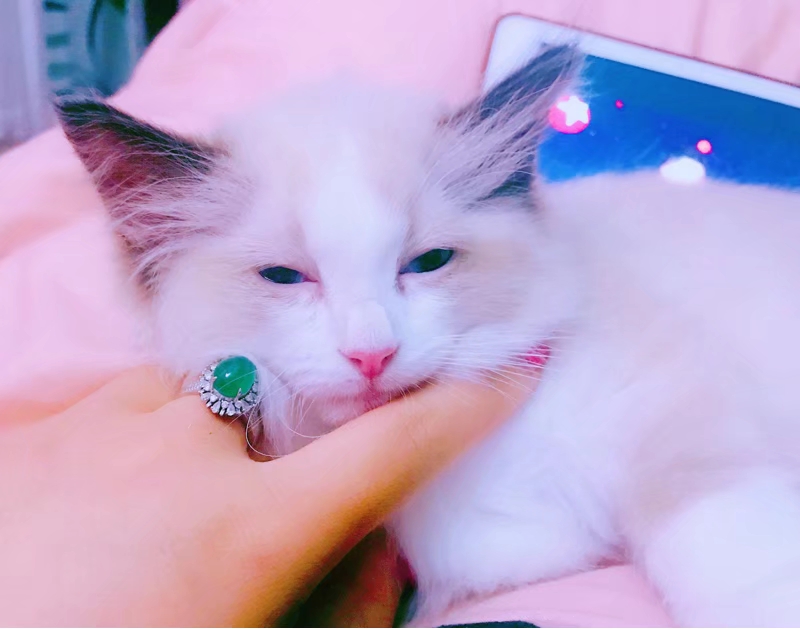 如何改掉和宠物睡觉的习惯,宠物睡觉必备知识有哪些