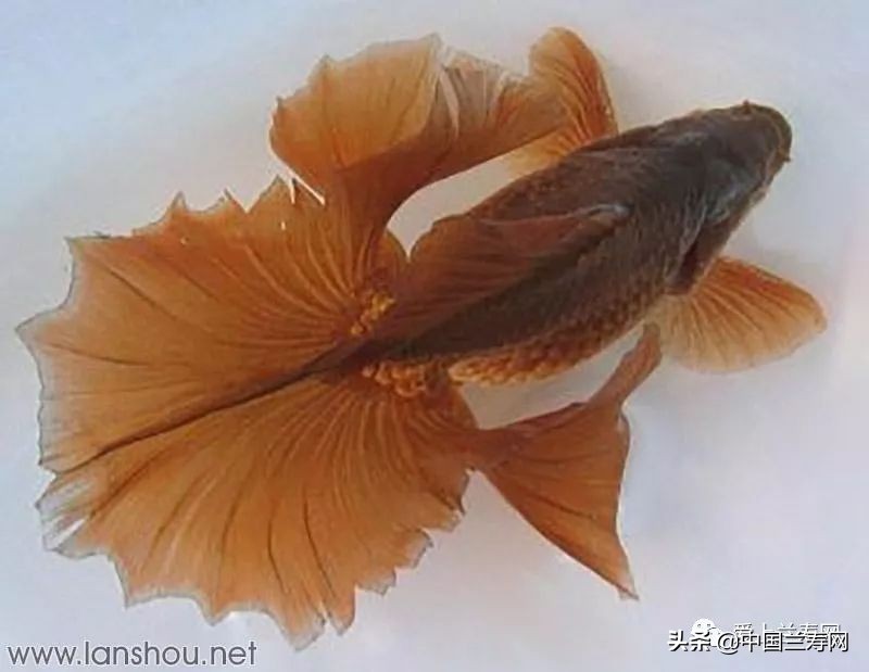 那些企图拿尾巴征服世界的金鱼们