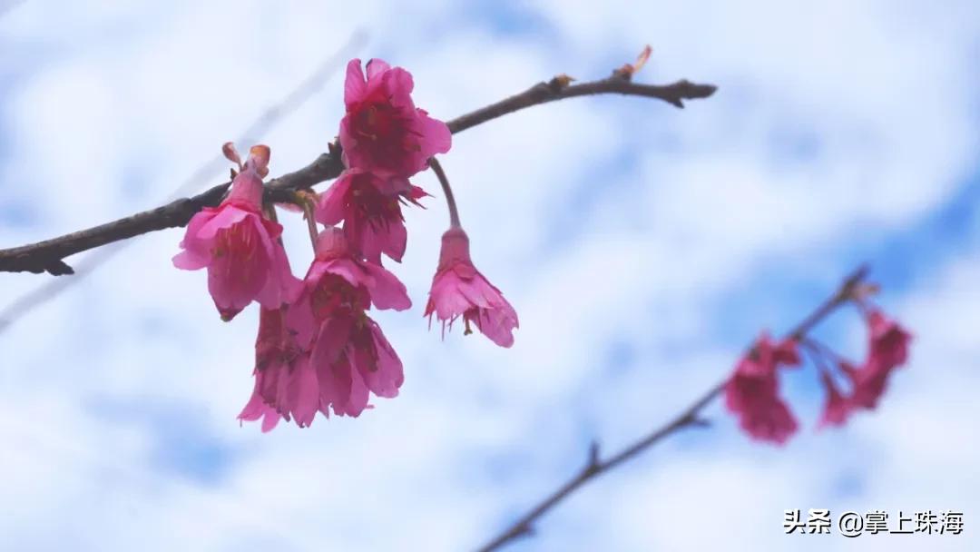 珠海春节游玩的地方有哪些,春节珠海旅游最佳攻略