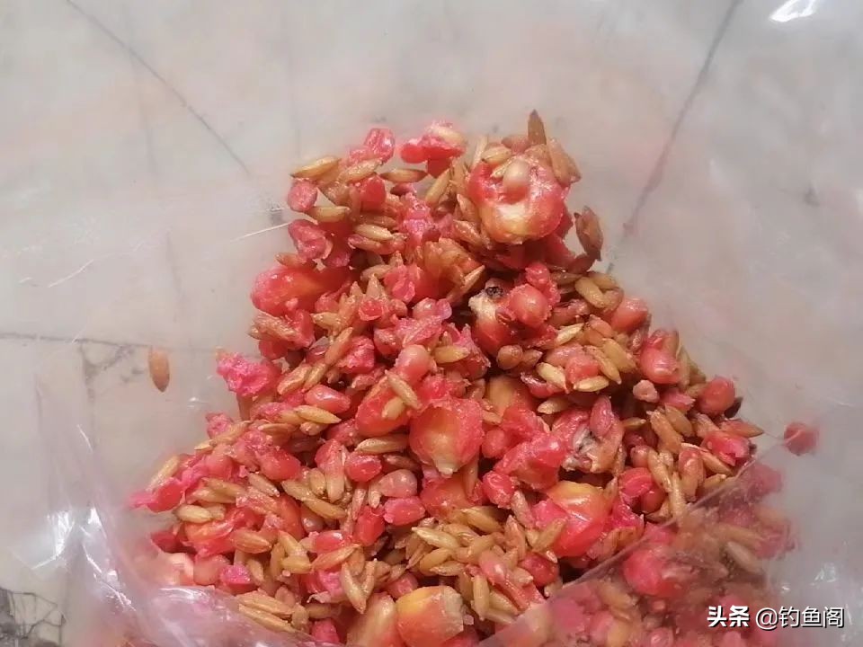酒米打窝可以招鲤鱼吗,酒米打窝能钓鲤鱼吗