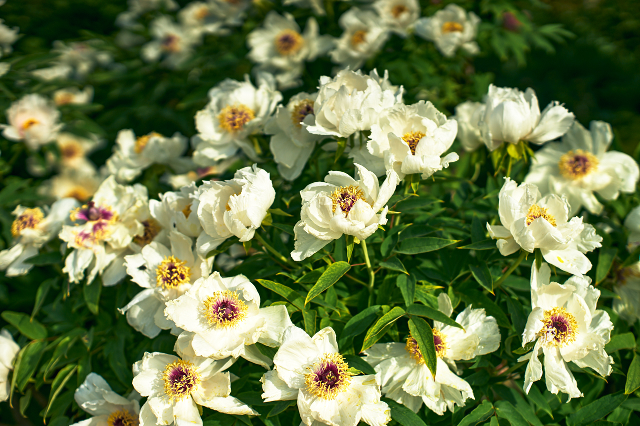 牡丹盛开的地方牡丹园,牡丹园牡丹花竞相绽放