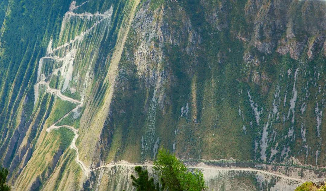 谁在保护金丝猴,谁在保护北极熊