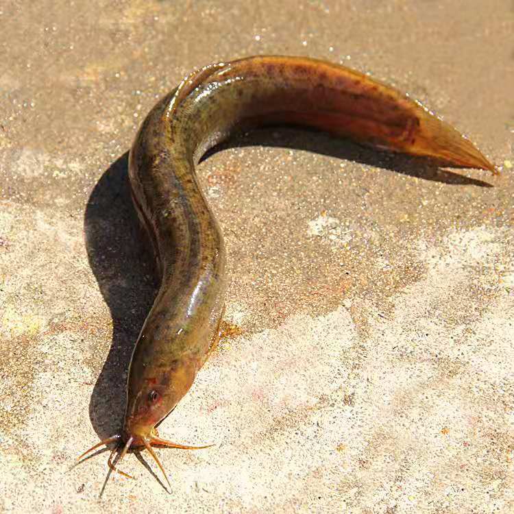 这种随处可见的原生鱼，是中大型热带观赏鱼营养价值最高的饲料鱼