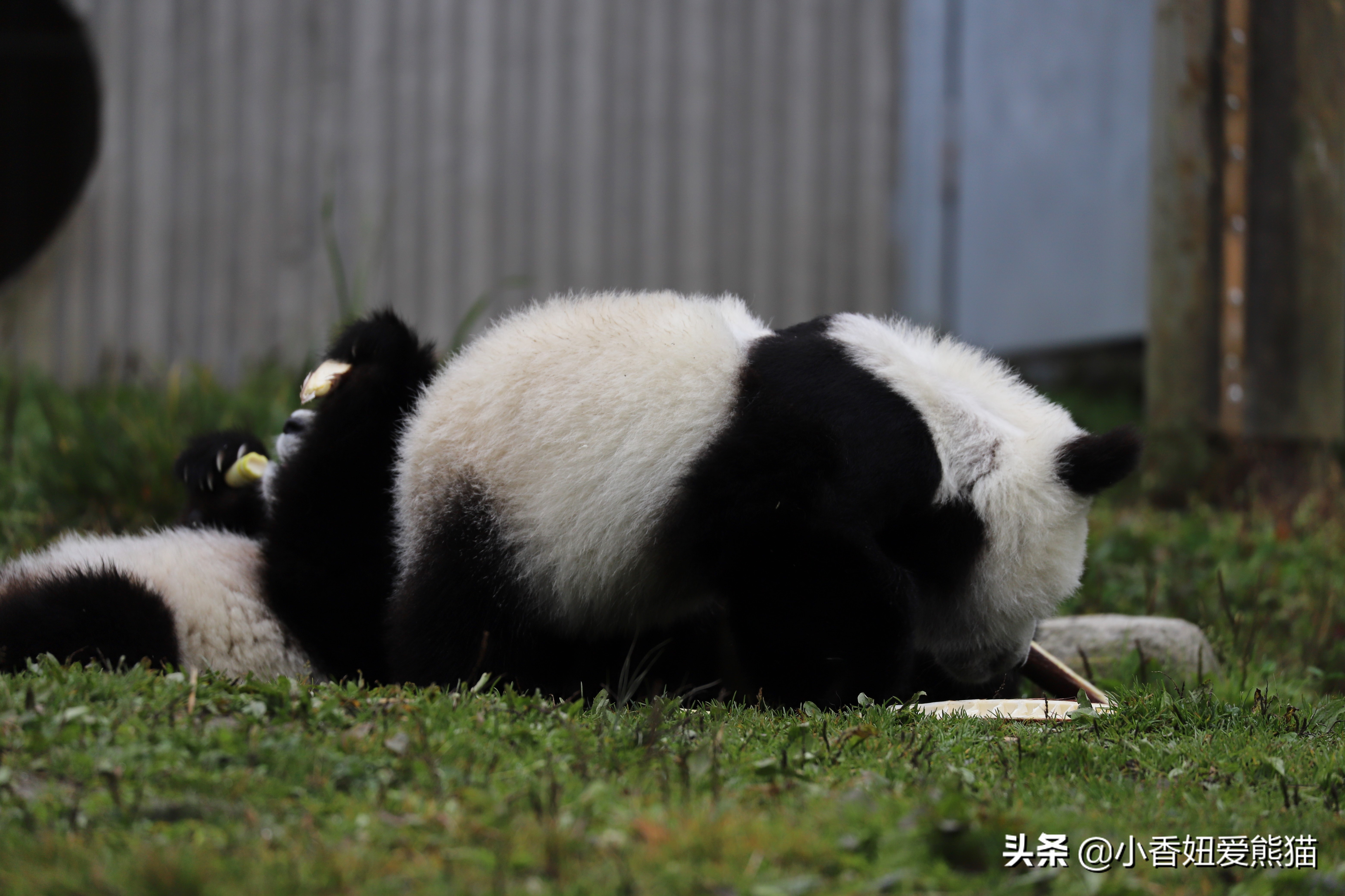 卧龙熊猫宝宝和宝力,卧龙熊猫基地熊猫宝宝